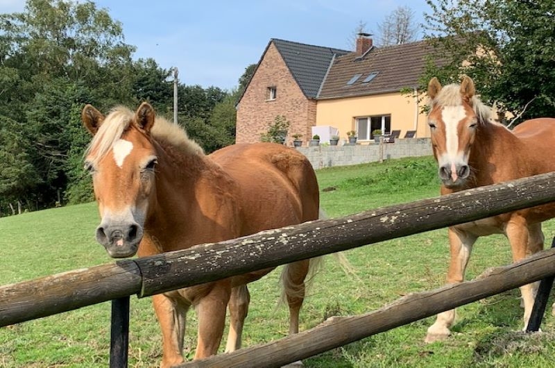 Großzügiges 2 Familien-Doppel-Landhaus mit Nebengebäuden und Pool in sonniger Hanglage! - Bauernhaus, Landhaus Velbert Pöthen | Angebot:22239219