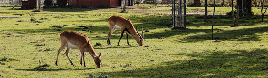 Tierpark Fossilium Bochum Ruhrgebiet NRW Tiere Fossilien Familie