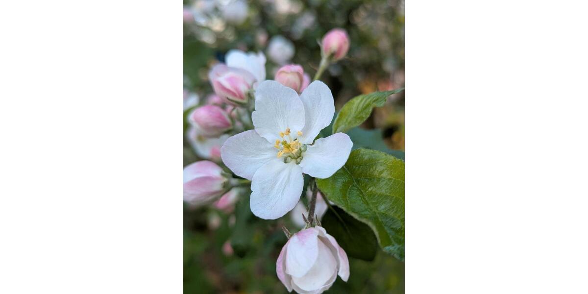 Doppelhaushälfte Bochum Bochum-Ost - 9 Zimmer, 170 m&sup2;, 600.000&euro; | Angebot:25945103