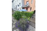 Erdgeschoßwohnung Oberhausen Osterfeld - 2.5 Zimmer, 38 m&sup2;, 430&euro; | Angebot:26423985